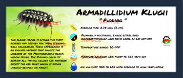 Armadillidium Klugii Pudding Isopod Bin Label